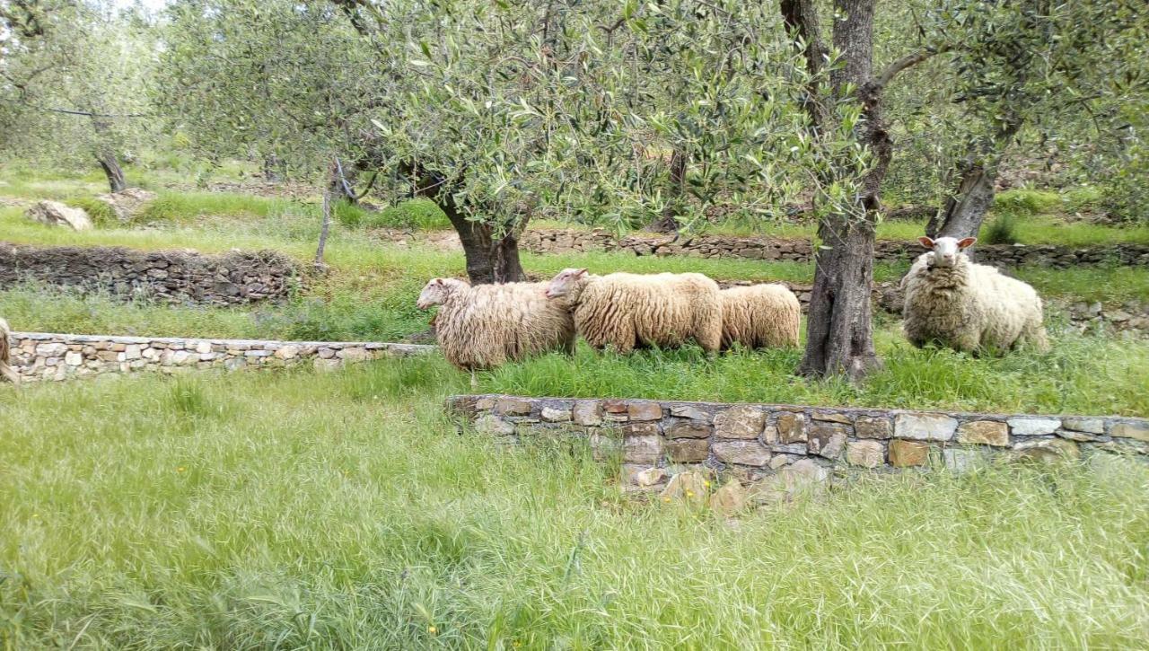 סן ברתולומיאו אל מארה Agriturismo La Rocca מראה חיצוני תמונה